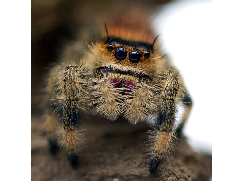 Phidippus Regius "Dos Gardenas"
