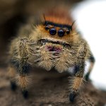 Phidippus Regius "Dos Gardenas" 5-6 Zvlek / Párik: Samica+Samec