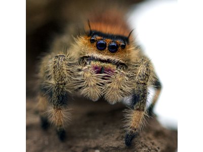 Phidippus Regius "Dos Gardenas"
