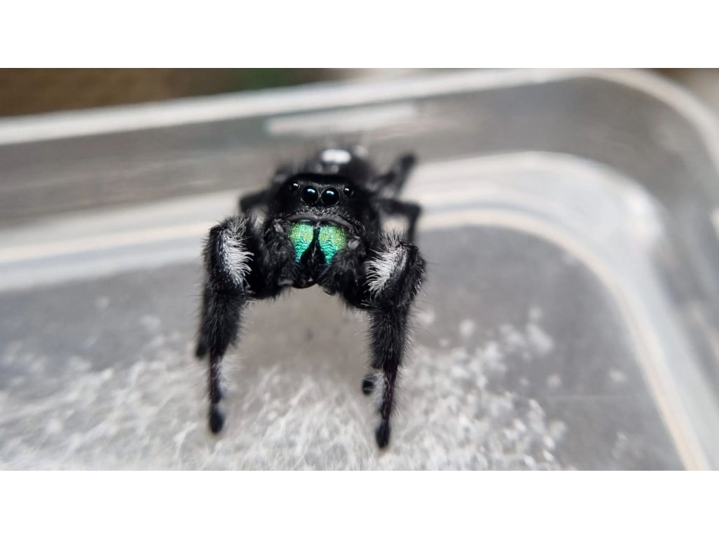 Phidippus Regius "Dos Gardenas"