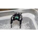 Phidippus Regius "Dos Gardenas"