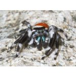 Phidippus Carneus