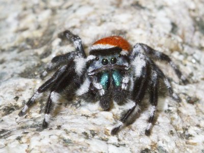 Phidippus Carneus