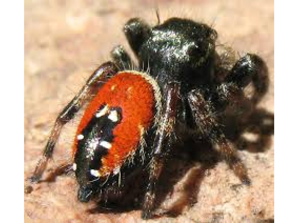 Phidippus Carneus