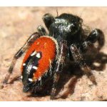Phidippus Carneus