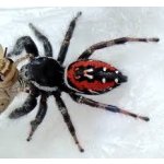 Phidippus Carneus