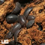 Porcellio Laevis "Wild Type"