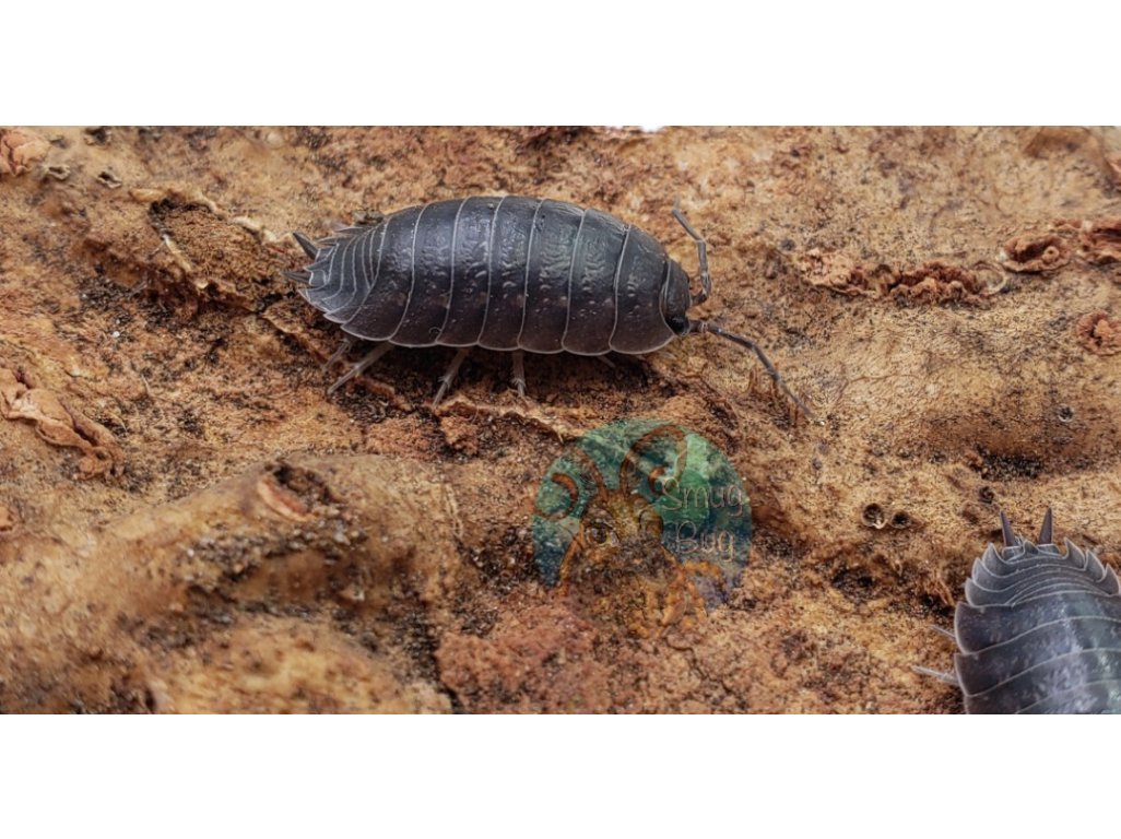 Porcellio Laevis "Wild Type"