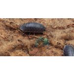 Porcellio Laevis "Wild Type"