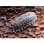 Trachelipus Ratzeburgii - Kolónia "STARTER" / 12 KS - Veľkosť: mix veľkostí /