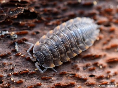 Trachelipus Ratzeburgii