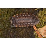 Trachelipus Ratzeburgii