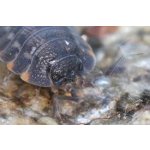 Trachelipus Ratzeburgii