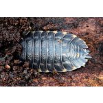 Trachelipus Ratzeburgii