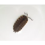 Trachelipus Ratzeburgii