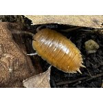 Porcellio Laevis "Orange"