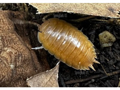 Porcellio Laevis "Orange"