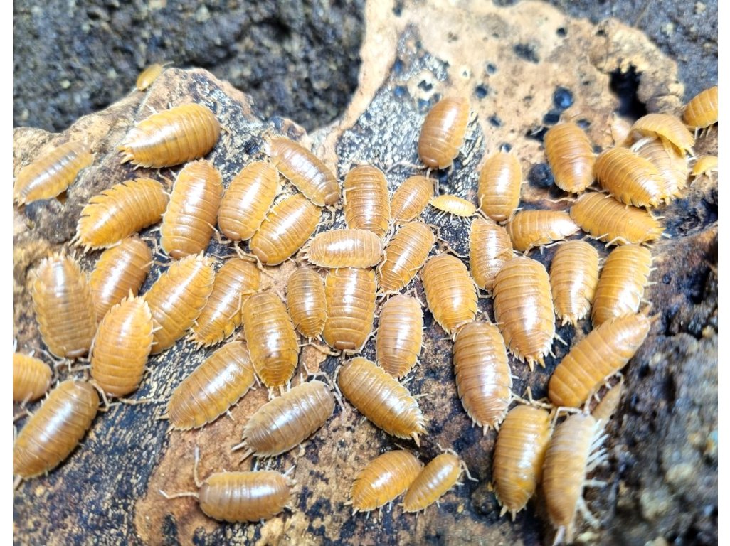 Porcellio Laevis "Orange"