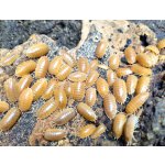 Porcellio Laevis "Orange"
