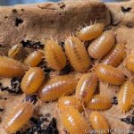 Porcellio Laevis "Orange"