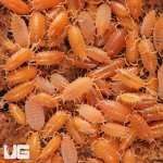 Porcellionides Pruinosus "Powder Orange"