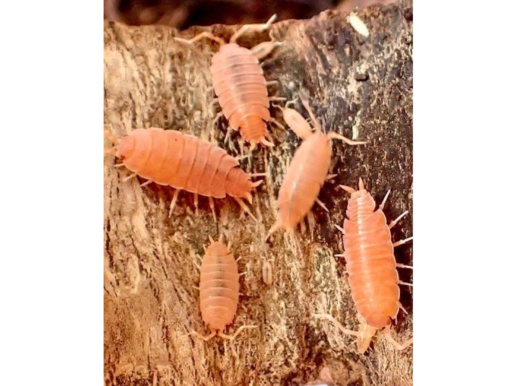 Porcellionides Pruinosus "Powder Orange"