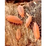 Porcellionides Pruinosus "Powder Orange"