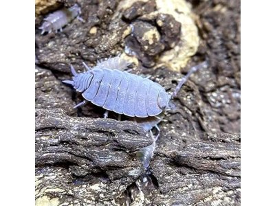 Porcellionides Pruinosus "Powder Blue"