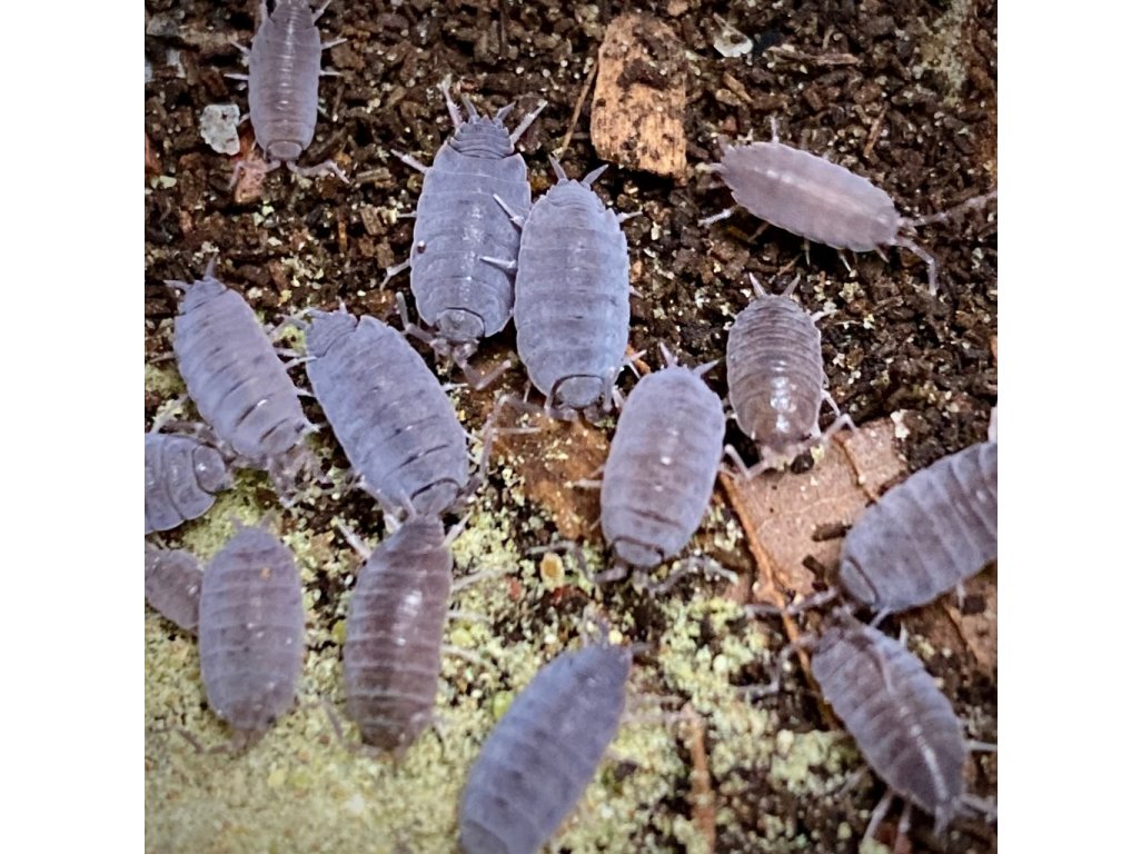 Porcellionides Pruinosus "Powder Blue"