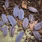Porcellionides Pruinosus "Powder Blue"