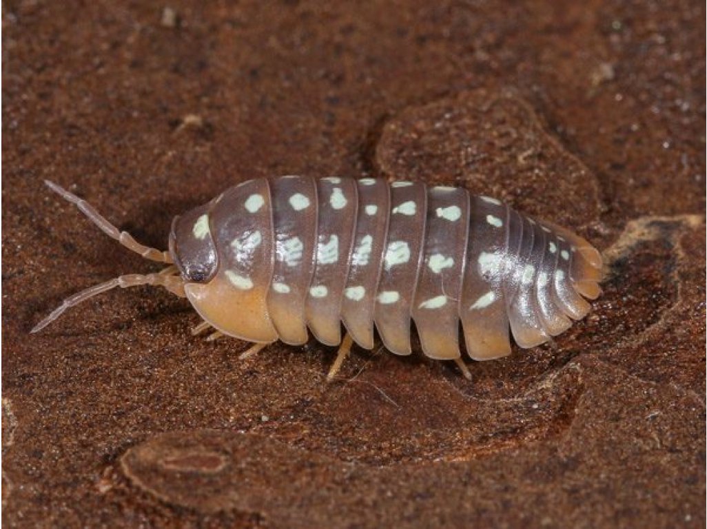 Armadillidium Werneri