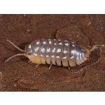 Armadillidium Werneri