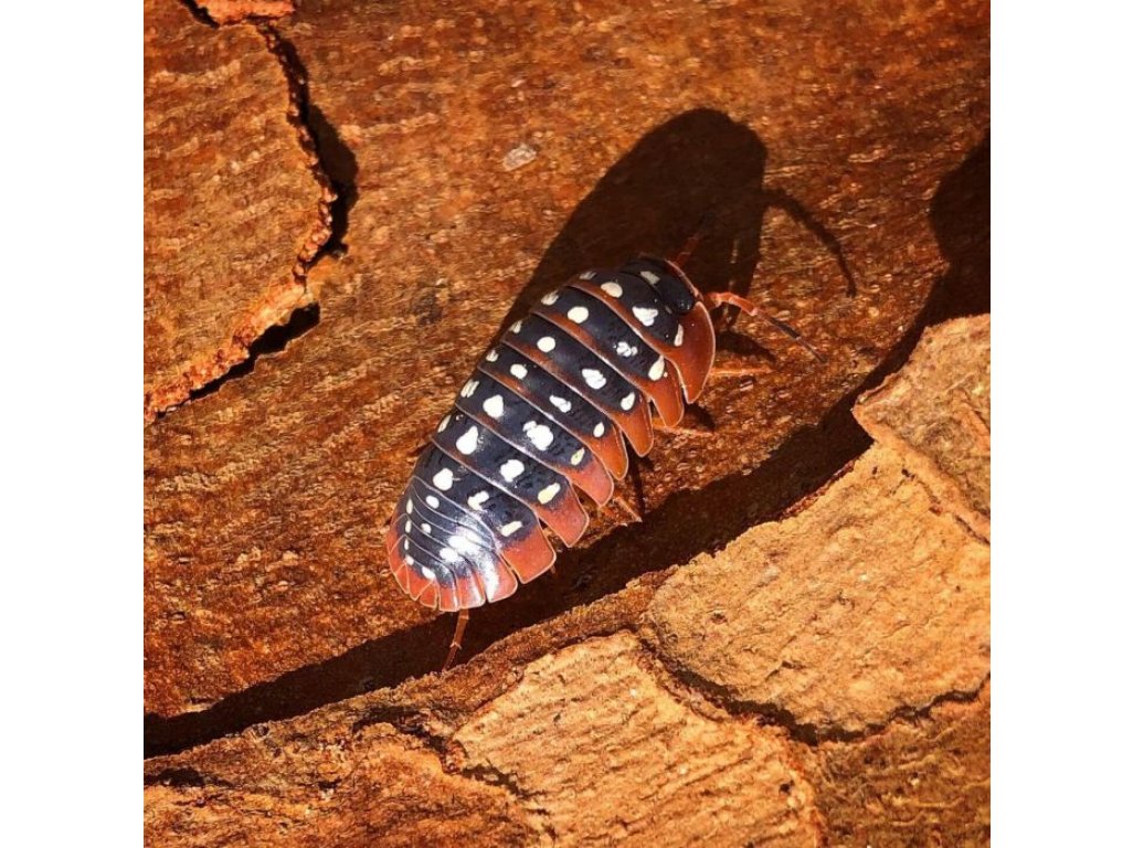 Armadillidium Werneri