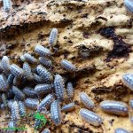 Armadillidium Werneri