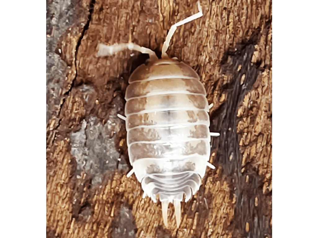 Porcellio Laevis "MilkBack"