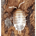 Porcellio Laevis "MilkBack"