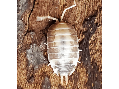 Porcellio Laevis "MilkBack"
