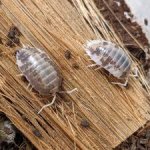 Porcellio Laevis "MilkBack"