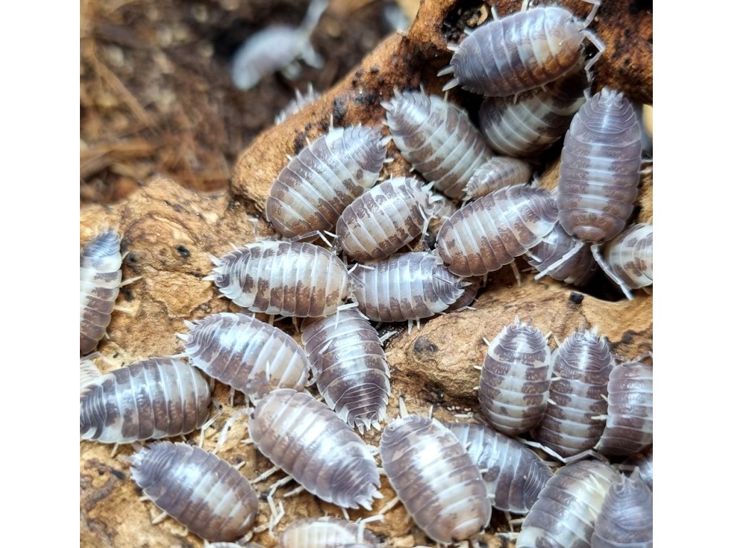 Porcellio Laevis "MilkBack"