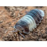 Cubaris sp. “Panda King”