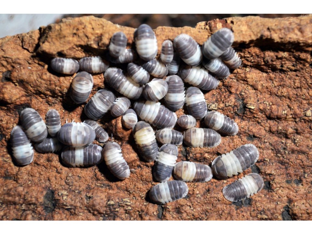 Cubaris sp. “Panda King”