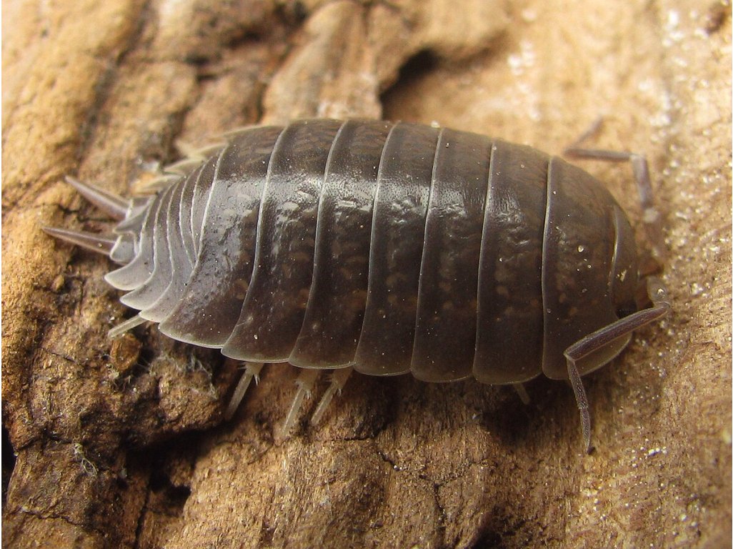 Porcellio Laevis "Wild Type"