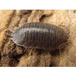 Porcellio Laevis "Wild Type"