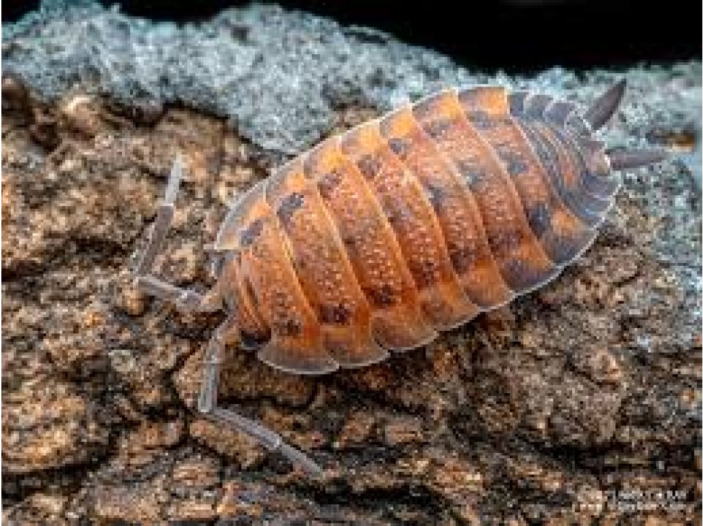 Porcellio Scaber "Lava"