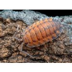 Porcellio Scaber "Lava"