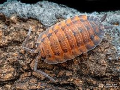 Porcellio Scaber "Lava"