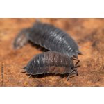 Porcellio Scaber "Lava"