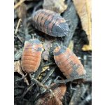 Porcellio Scaber "Lava"
