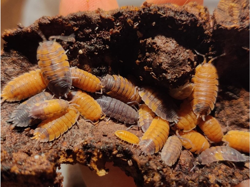 Porcellio Scaber "Lava"