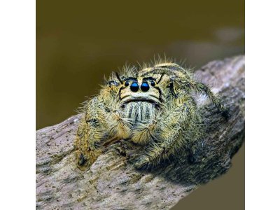 Hyllus Diardi